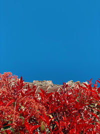 Low angle view of red flowering plants against blue sky