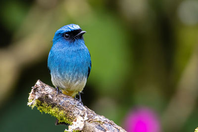 Close-up of blue bird perching on plant