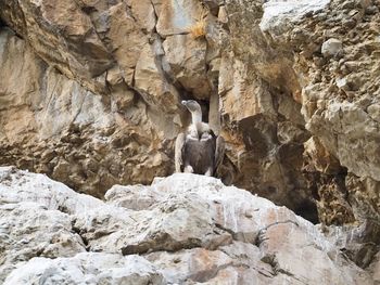 Low angle view of bird perching on rock