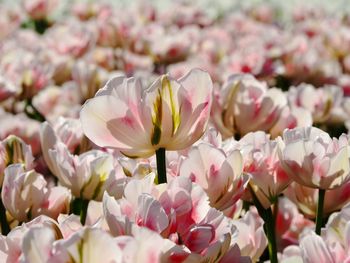 Close-up of pink flowering plants