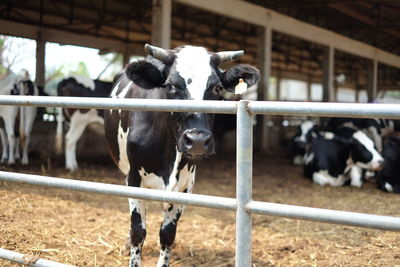 Portrait of cow standing by railing