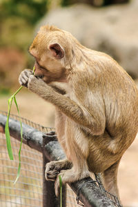 Close-up of monkey sitting in zoo
