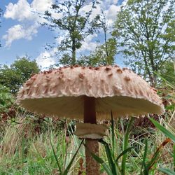 Mushroom growing on field against sky