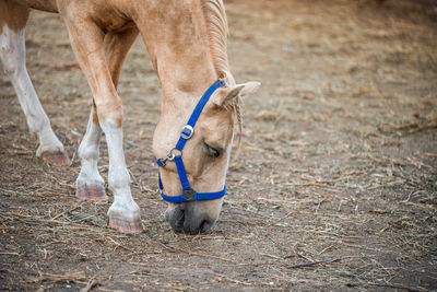 Horse standing on field