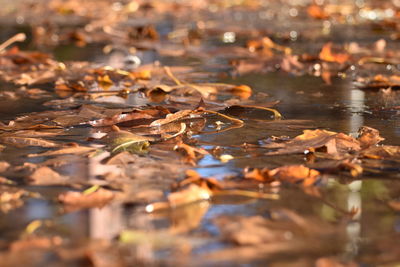 High angle view of ducks swimming in water