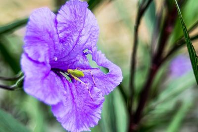 Close-up of purple flowering plant