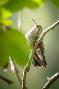 Close-up of lizard on twig