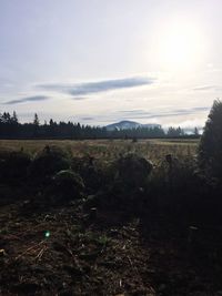 Scenic view of field against sky