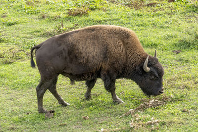 Side view of a horse grazing in field