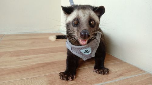 Portrait of cute dog on hardwood floor