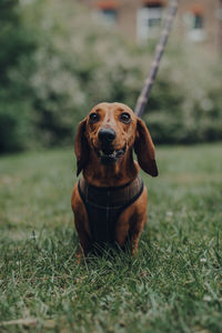 Portrait of dog on field