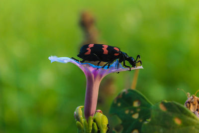 Close-up of butterfly pollinating on flower