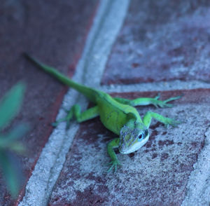 High angle view of lizard on wall