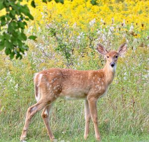 Portrait of an animal on field