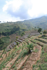 Scenic view of agricultural field against sky