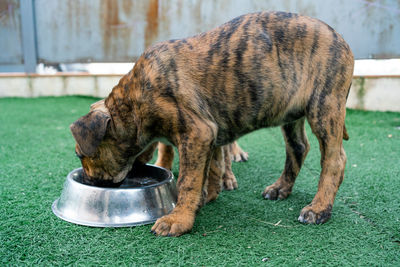 Close-up of a spanish alano puppy drinking water in the garden at home outdoors