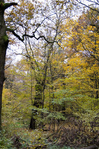 Trees in forest
