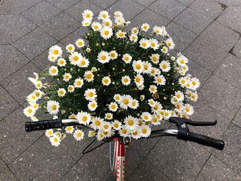 High angle view of flowering plants on street