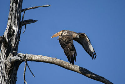 Low angle view of bird perching on branch against sky