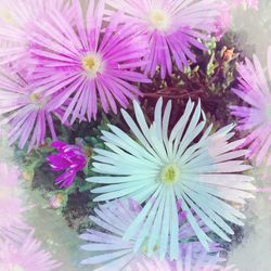 Close-up of pink flower blooming outdoors