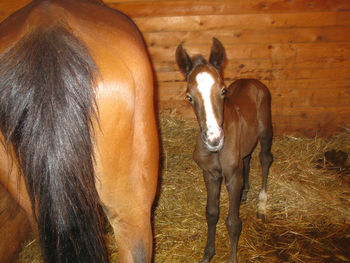 View of horse in stable