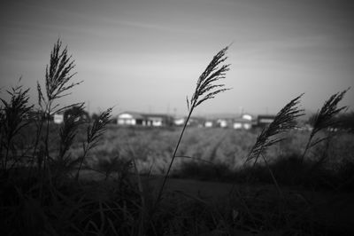 Close-up of stalks in field against sky