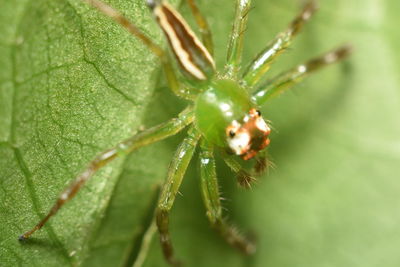 Close-up of insect on plant