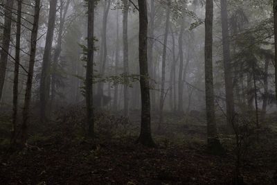 Trees in forest