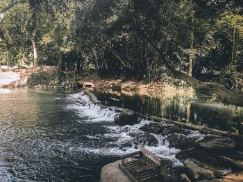 River flowing by trees in forest