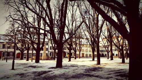 Bare trees on landscape