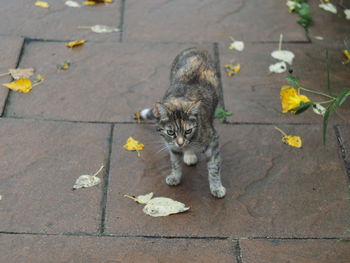 High angle view of cat on footpath