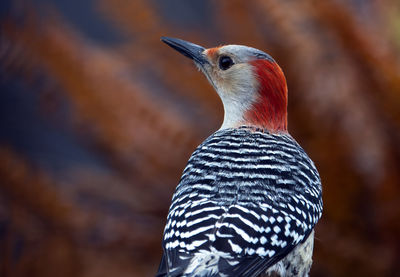 Close-up of bird