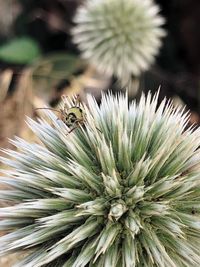 Close-up of bee pollinating flower