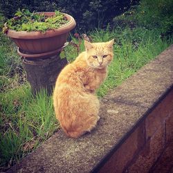 Portrait of cat