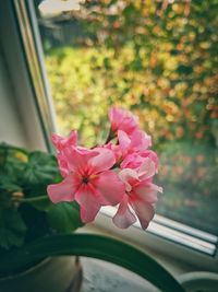 Close-up of pink flowering plant