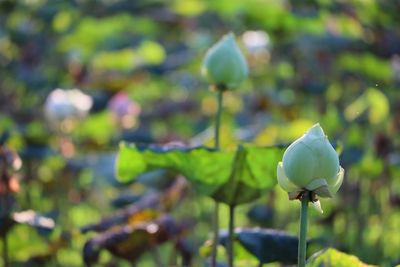 Close-up of white flowering plant