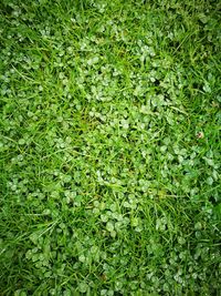 Full frame shot of fresh green plants on field