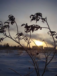 Silhouette plants by lake against sky during sunset