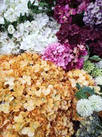 High angle view of flowering plant