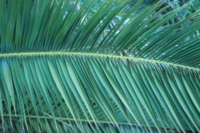 Full frame shot of palm leaves