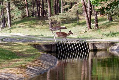 Axis deer on field by pond