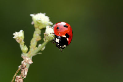 Macro photo of ladybug in the green background. macro bugs and insects world.