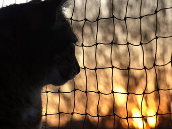 Close-up of a cat behind fence