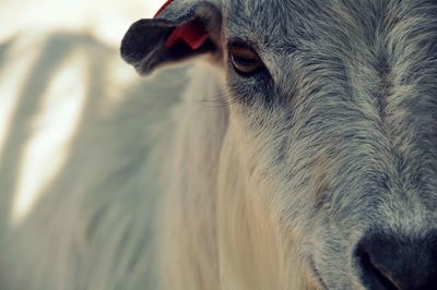 Close-up of goat