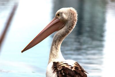 Close-up of a bird