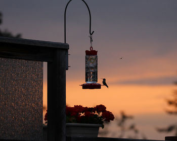 Close-up of hummingbird at feeder against sky during sunset