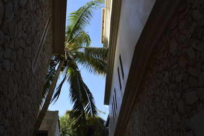 Low angle view of palm tree on street