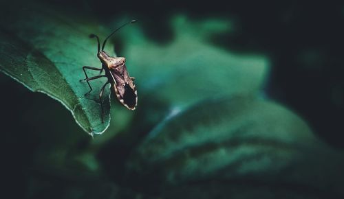 Close-up of insect on leaf