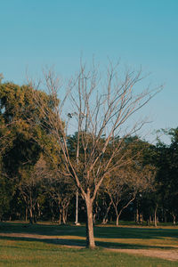 Bare trees on field against sky