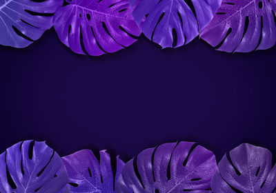 Close-up of purple flowering plant against black background